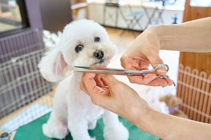 Hundefriseur schert einen kleinen Hund auf dem Tisch